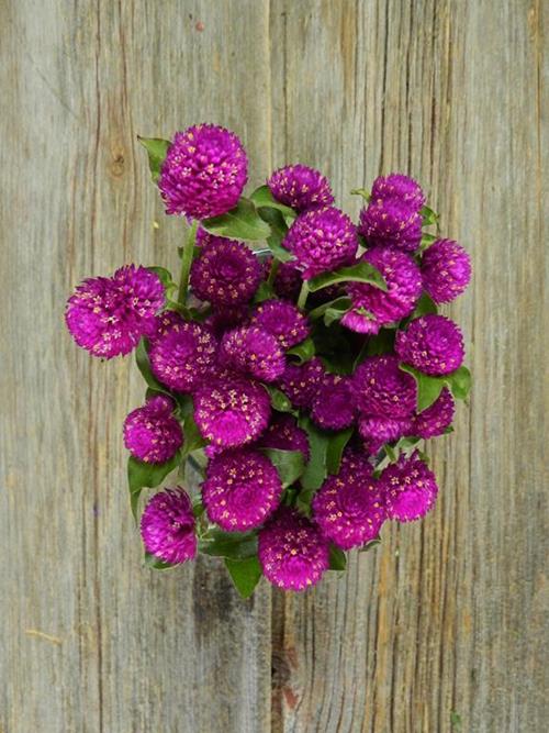 GOMPHRENA  PURPLE